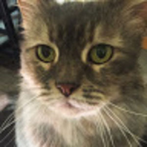 Meet your Posher, Jin yeong